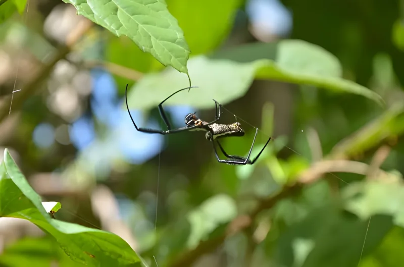 Camping em meio à natureza em Pernambuco com a Tribo da Trilha (foto 2)